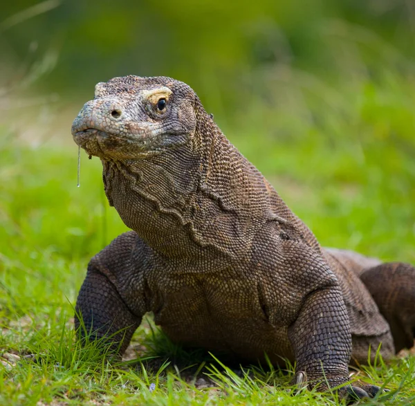 Komodo naga (Varanus komodoensis ) — Stok Foto