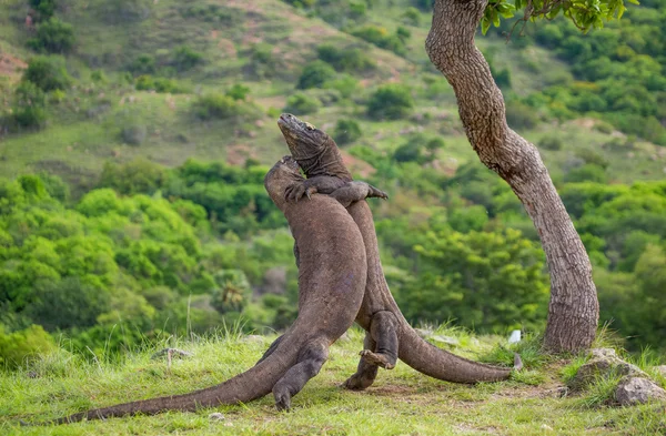 Комодские драконы (Varanus komodoensis ) — стоковое фото