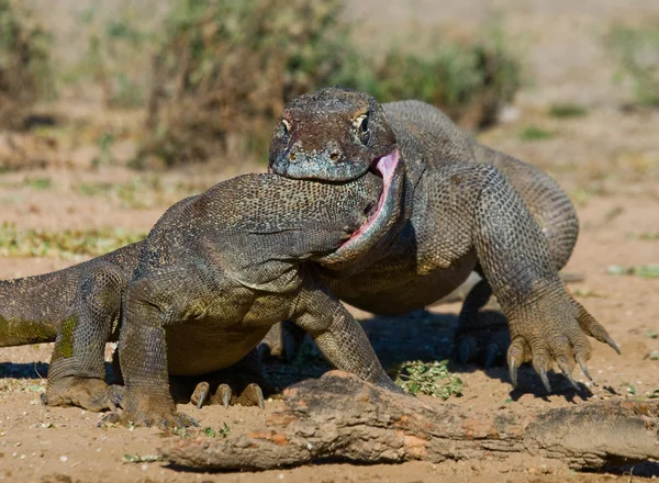 코모도 왕도 마 뱀 (Varanus komodoensis) — 스톡 사진