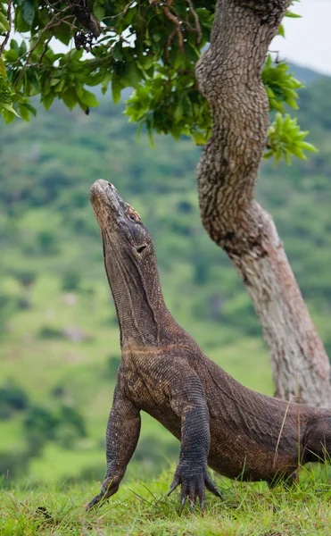 Komododrache (Varanus komodoensis)) — Stockfoto