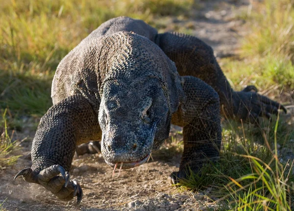 코모도 드래곤 (Varanus komodoensis) — 스톡 사진