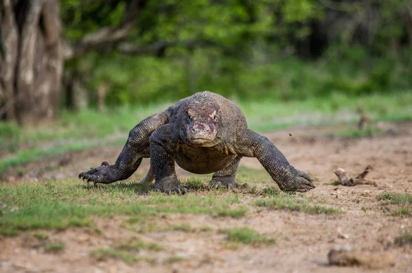 Komodo Dragon (Varanus nebulosus) — Stock fotografie