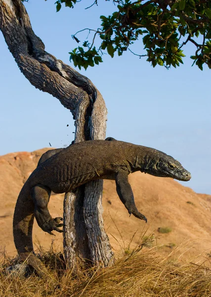 Komododrache (Varanus komodoensis)) — Stockfoto