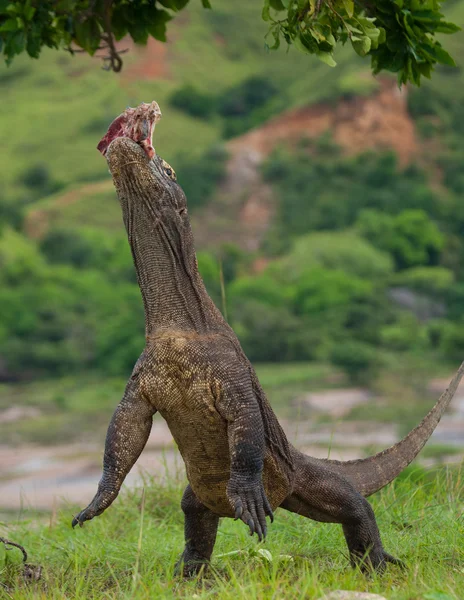 Komododrache (Varanus komodoensis)) — Stockfoto