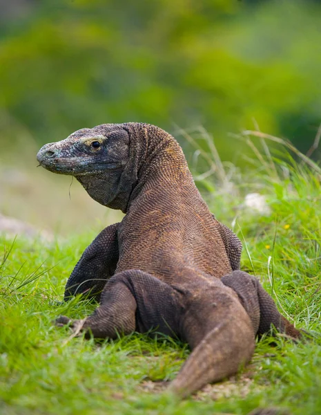 Dragon de Komodo (Varanus komodoensis) ) — Photo