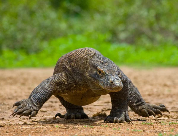 Dragon de Komodo (Varanus komodoensis) ) — Photo