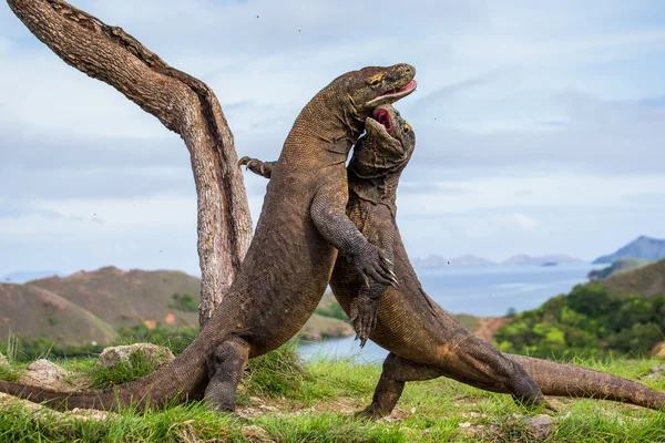 Komododrachen (Varanus komodoensis)) — Stockfoto