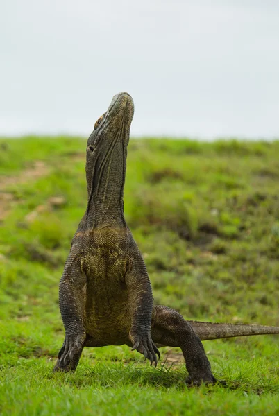 코모도 드래곤 (Varanus komodoensis) — 스톡 사진