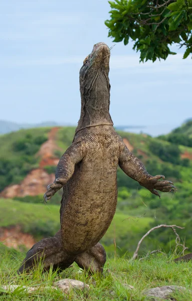 Komodo dragon (Varanus komodoensis) — Stock Photo, Image