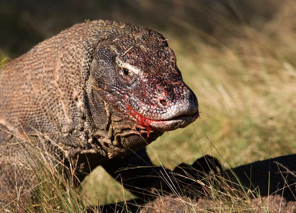 코모도 드래곤 (Varanus komodoensis) — 스톡 사진