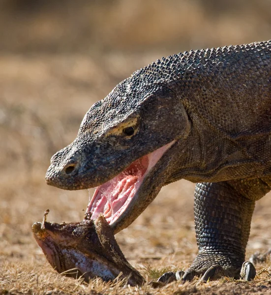 Komodovaran (Varanus komodoensis) — Stockfoto