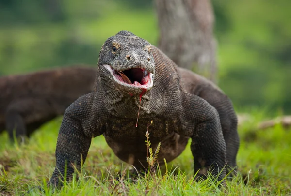 Dragon de Komodo (Varanus komodoensis) ) — Photo