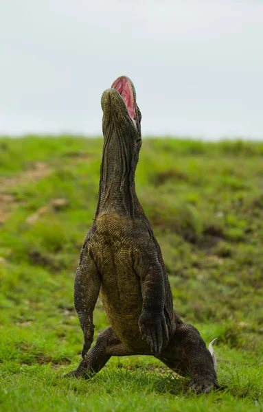 Комодо дракона (Неперевірена komodoensis) — стокове фото