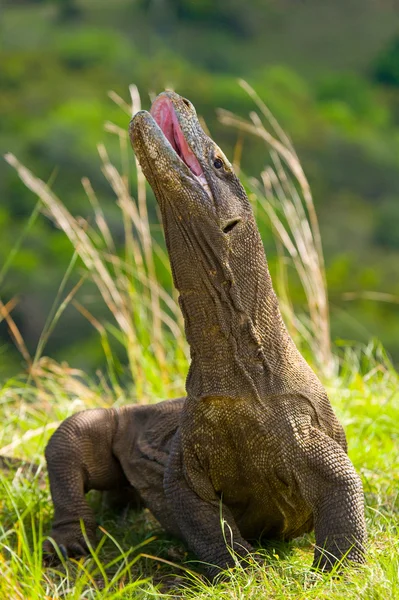 Dragão de komodo (Varanus komodoensis ) — Fotografia de Stock