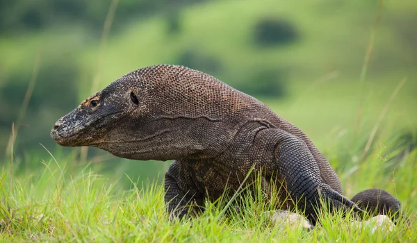 コモドドラゴン (ヴァラヌス komodoensis) — ストック写真