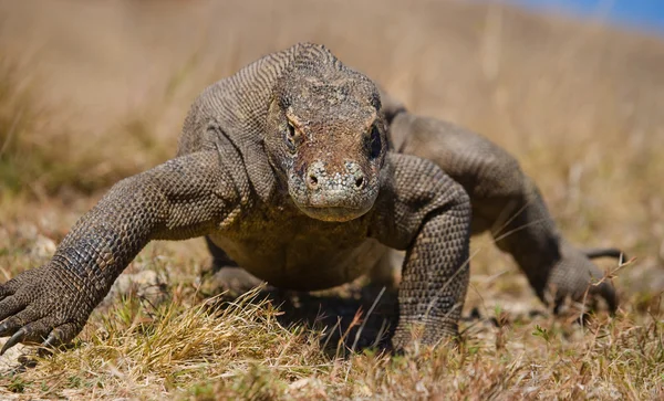 코모도 드래곤 (Varanus komodoensis) — 스톡 사진