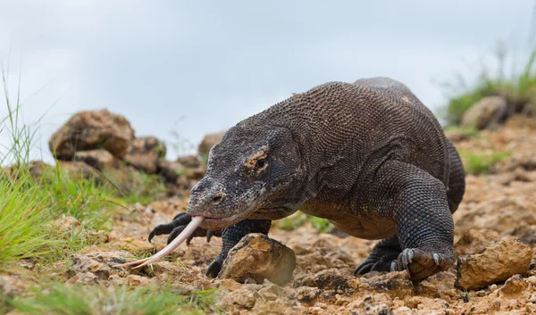 Komodo δράκος (Varanus komodoensis) — Φωτογραφία Αρχείου