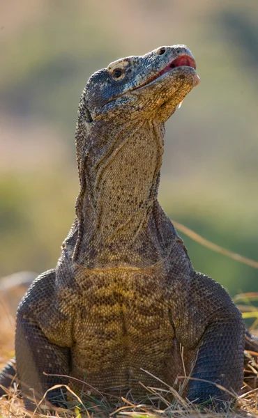 Komodovaraan (Varanus komodoensis) — Stockfoto