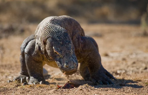 Комодский дракон (Varanus komodoensis ) — стоковое фото