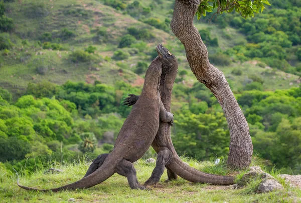 Komodo draci (Varanus nebulosus) — Stock fotografie