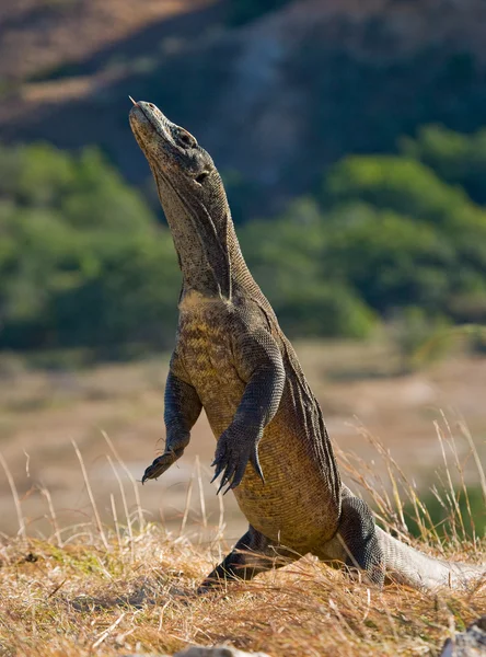 コモドドラゴン (ヴァラヌス komodoensis) — ストック写真