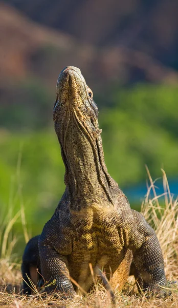 Комодо дракона (Неперевірена komodoensis) — стокове фото