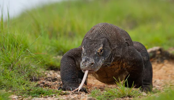 Waran z Komodo (Varanus komodoensis) — Zdjęcie stockowe