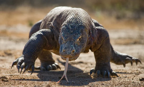 Комодский дракон (Varanus komodoensis ) — стоковое фото