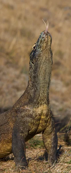 코모도 드래곤 (Varanus komodoensis) — 스톡 사진