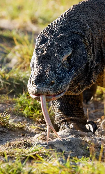 コモドドラゴン (ヴァラヌス komodoensis) — ストック写真