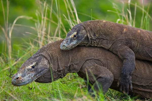 Комодские драконы (Varanus komodoensis ) — стоковое фото