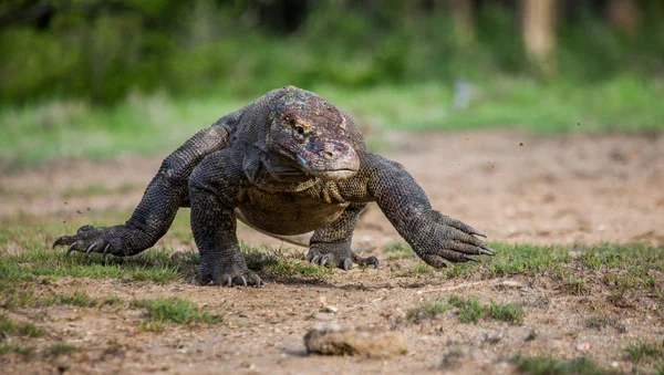 Komodo Dragon (Varanus nebulosus) — Stock fotografie