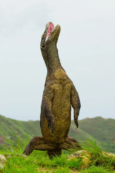 Komodo dragon (Varanus komodoensis) — Stock Photo, Image