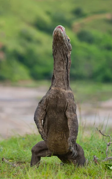 Dragão de komodo (Varanus komodoensis ) — Fotografia de Stock