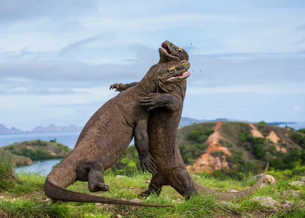 Komododrachen (Varanus komodoensis)) — Stockfoto