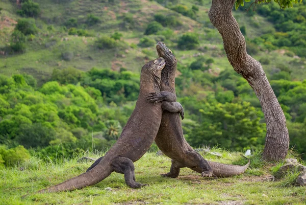 Komodo draci (Varanus nebulosus) — Stock fotografie