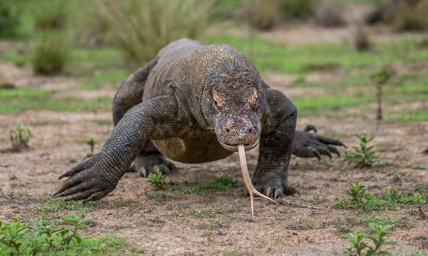 コモドドラゴン (ヴァラヌス komodoensis) — ストック写真