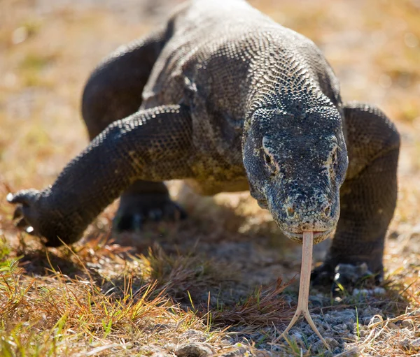 コモドドラゴン (ヴァラヌス komodoensis) — ストック写真