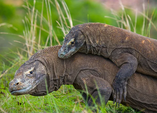 Komodo dragons (Varanus komodoensis) — Stock Photo, Image