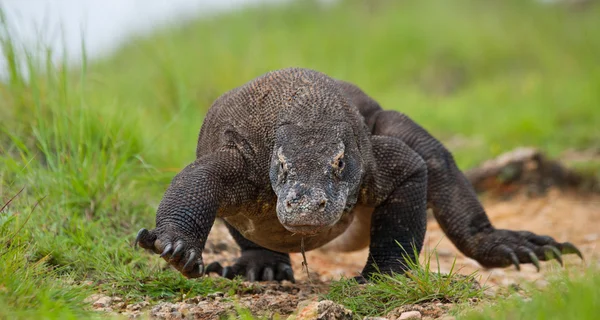 Komododrache (Varanus komodoensis)) — Stockfoto