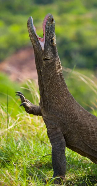 Dragón de Komodo (Varanus komodoensis ) —  Fotos de Stock