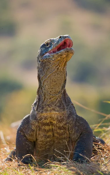 Drago di Komodo (Varanus komodoensis ) — Foto Stock