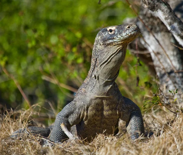 Komodo naga (Varanus komodoensis ) — Stok Foto