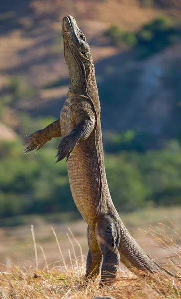 Комодо дракона (Неперевірена komodoensis) — стокове фото