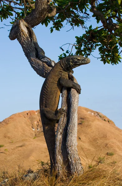 Комодский дракон (Varanus komodoensis ) — стоковое фото