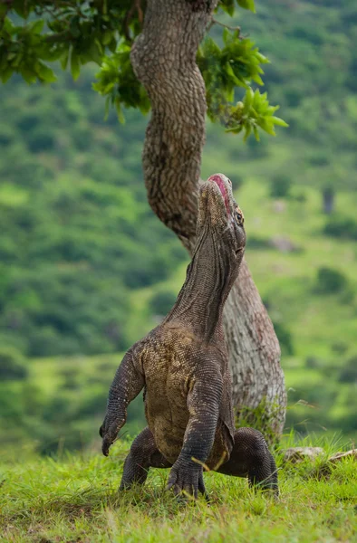 Dragão de komodo (Varanus komodoensis ) — Fotografia de Stock