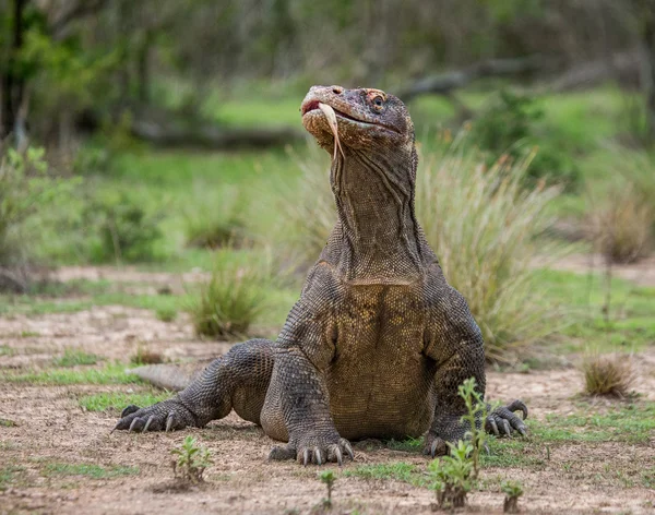 Dragon de Komodo (Varanus komodoensis) ) — Photo