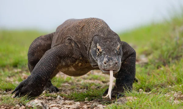 コモドドラゴン (ヴァラヌス komodoensis) — ストック写真