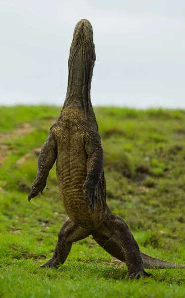 Dragon de Komodo (Varanus komodoensis) ) — Photo