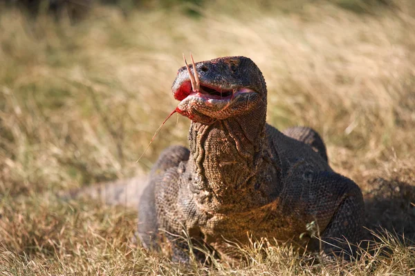 Dragon de Komodo (Varanus komodoensis) ) — Photo